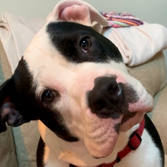 Meet your Posher, Sandy🌸 - Picture 4 of 6